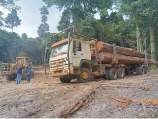 加蓬客户使用重汽车辆在林地里运输原木